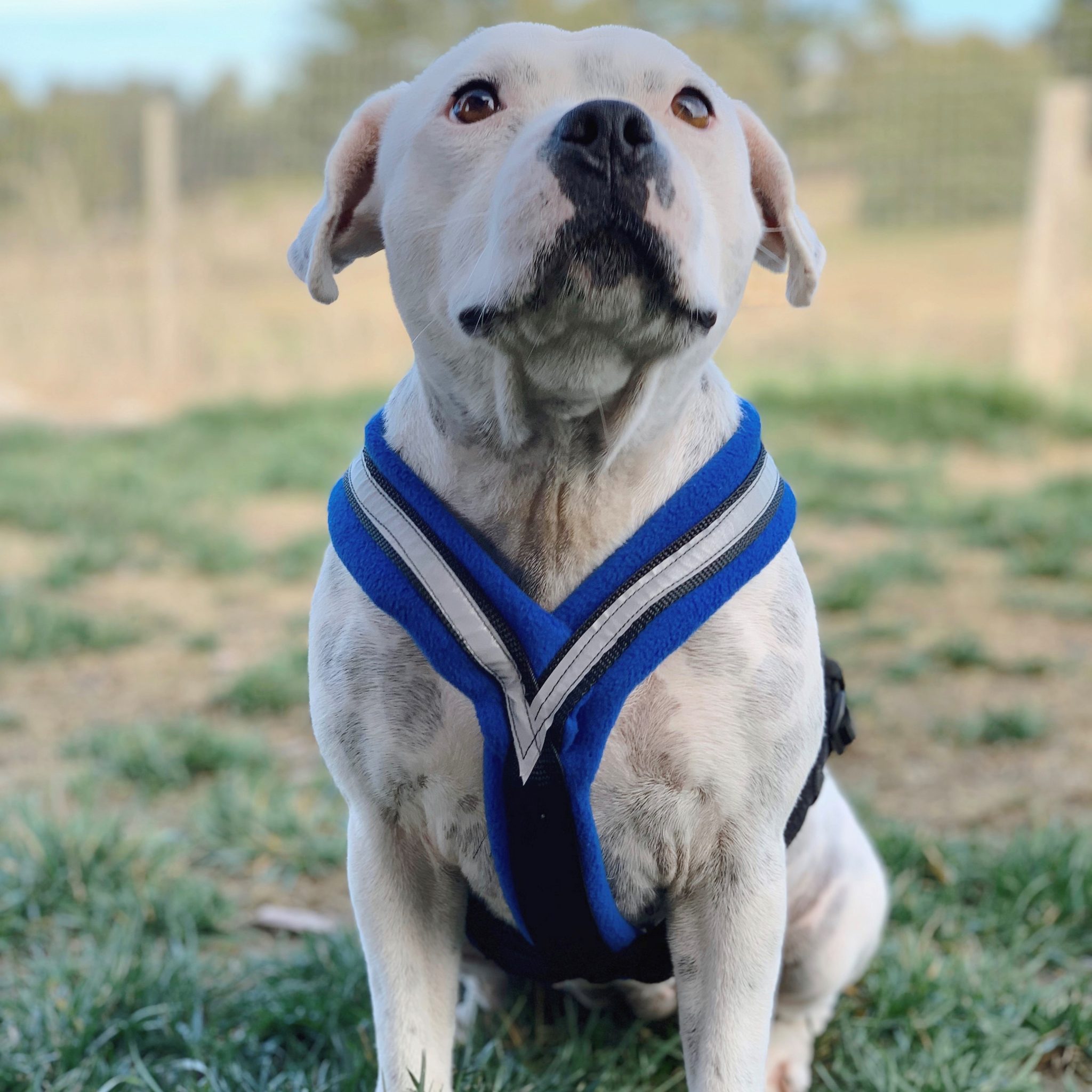 Fleece Harness Size 4 Stafford Rescue Victoria