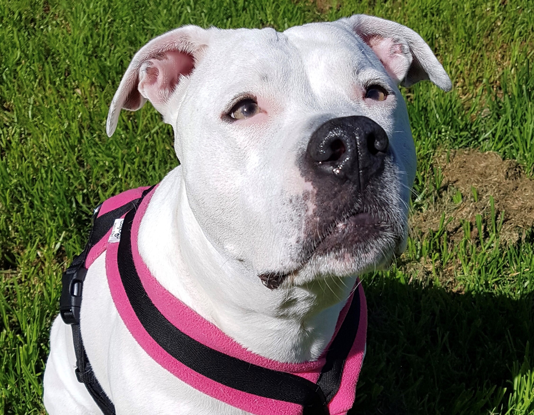 View of Itchy or Sensitive skin? - Stafford Rescue Victoria